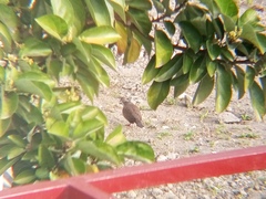 Streptopelia chinensis