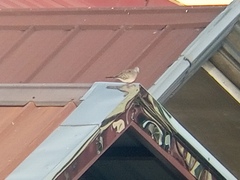 Geopelia striata