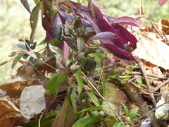 Barleria prattensis