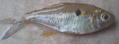 Characidae