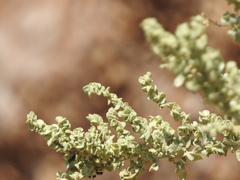 Atriplex lampa