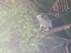 Nycticorax nycticorax