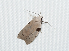 Zonopetala quadripustulella