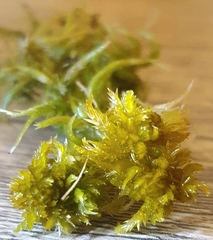 Sphagnum inundatum