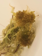 Sphagnum inundatum