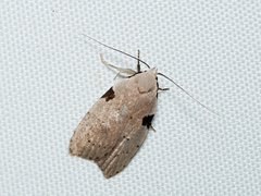 Zonopetala quadripustulella