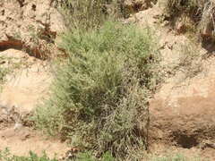 Atriplex lampa