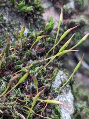 Syntrichia laevipila