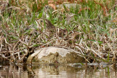 Passerculus sandwichensis