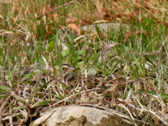 Passerculus sandwichensis