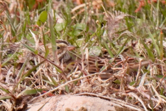 Passerculus sandwichensis