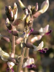 Astragalus layneae
