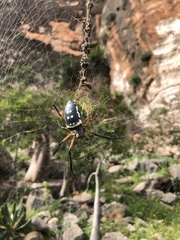 Trichonephila sumptuosa