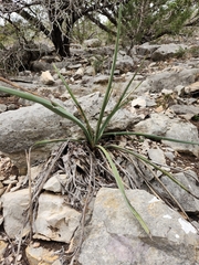 Yucca torreyi