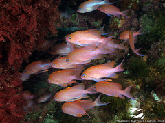 Anthias anthias