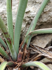 Yucca torreyi