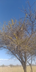 Vachellia schaffneri