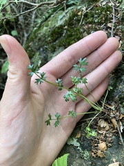 Chaerophyllum colensoi