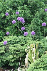 Allium giganteum