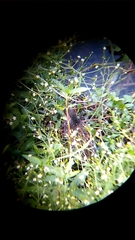 Pardirallus maculatus