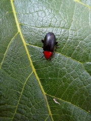 Cacoscelis nigripennis