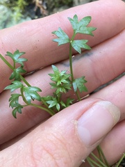 Chaerophyllum colensoi