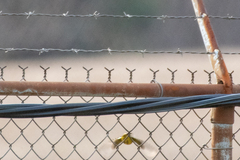 Setophaga palmarum hypochrysea