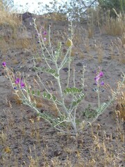 Astragalus lentiginosus variabilis
