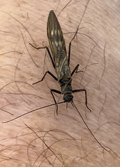 Taeniopteryx