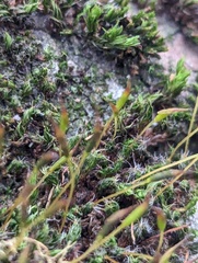 Syntrichia laevipila