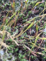 Syntrichia laevipila