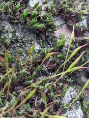 Syntrichia laevipila