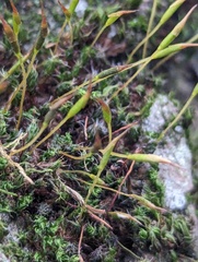 Syntrichia laevipila