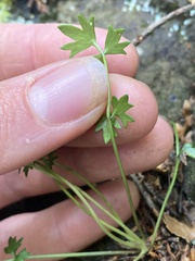 Chaerophyllum colensoi