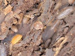 Discus rotundatus