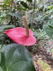 Anthurium andraeanum