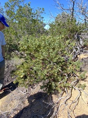 Arctostaphylos catalinae