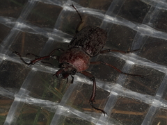 Cacostomus squamosus