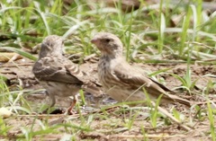 Crithagra leucopygia