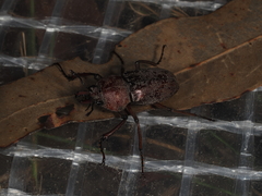 Cacostomus squamosus