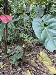 Anthurium andraeanum