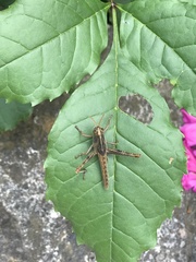 Cyrtacanthacridini
