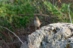 Curruca conspicillata