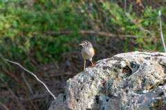 Curruca conspicillata