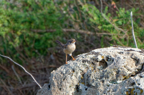 Curruca tomillera (Curruca conspicillata)