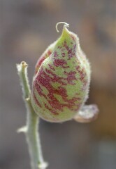 Astragalus lentiginosus variabilis