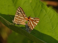 Cigaritis vulcanus
