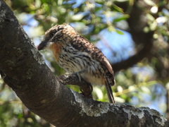 Nystalus maculatus