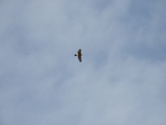 Accipiter