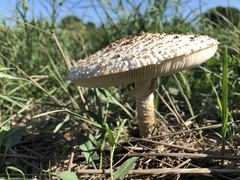 Saproamanita vittadinii